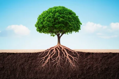 Cross Section View Of A Tree With Visible Roots