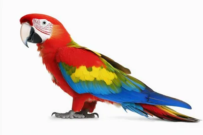 Scarlet Macaw Parrot Standing On White Background