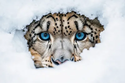 Snow Leopard Peering Through Deep Winter Snow