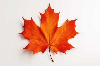 Vibrant Orange Maple Leaf Isolated On White Background