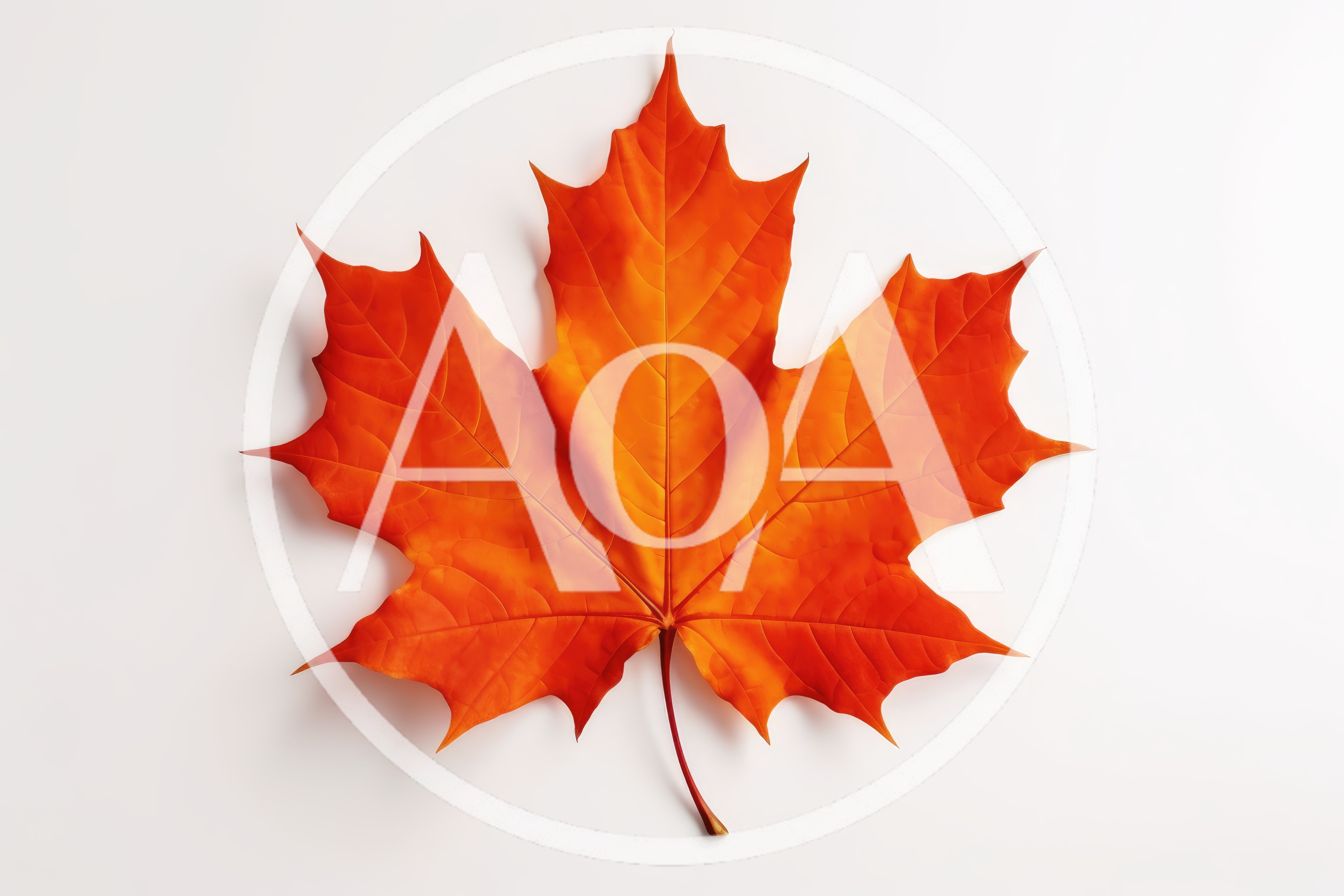 Vibrant Orange Maple Leaf Isolated On White Background