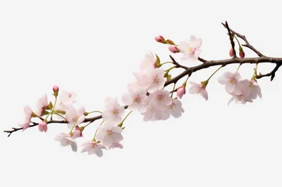 Delicate Pink Cherry Blossom Branch Isolated On White