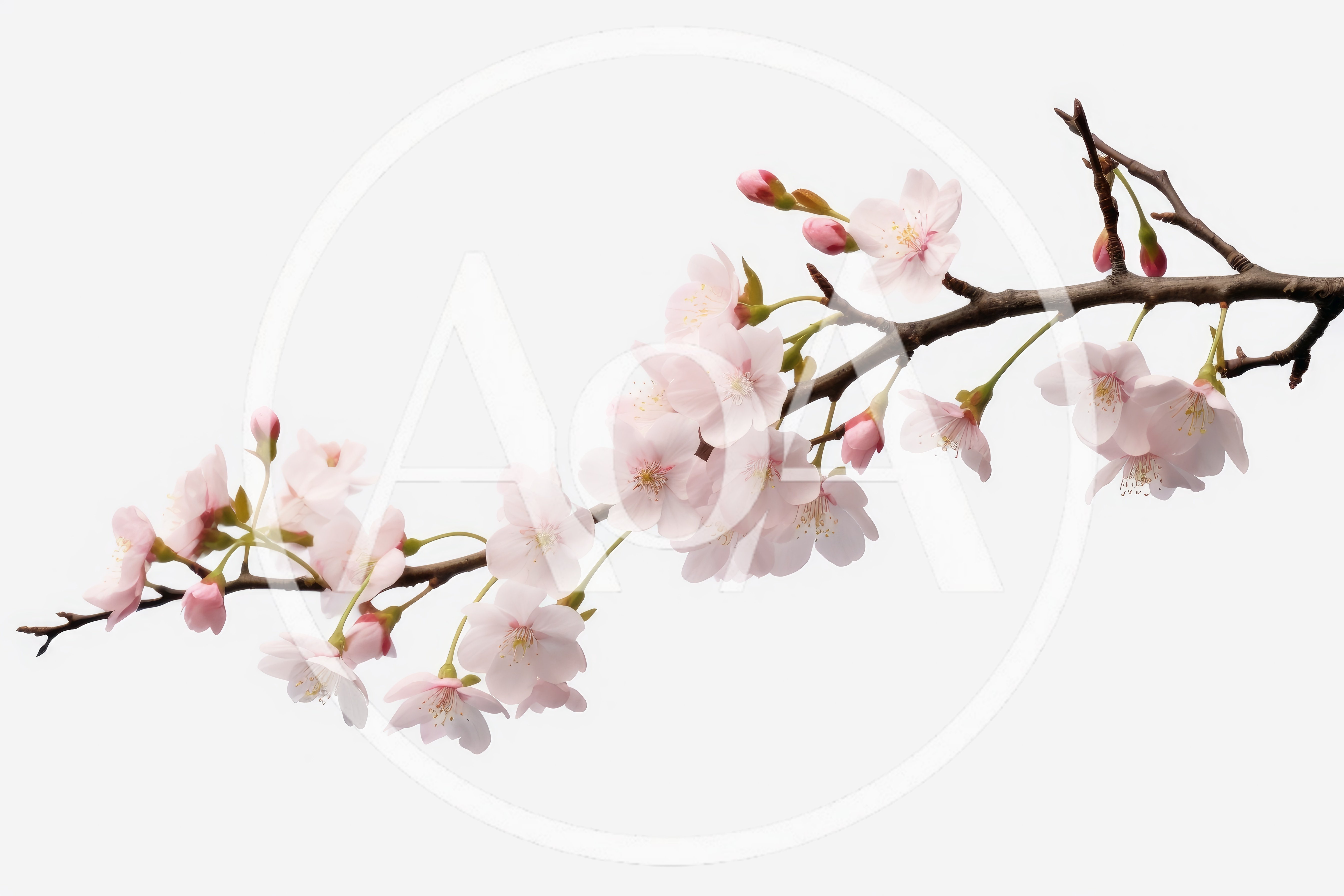 Delicate Pink Cherry Blossom Branch Isolated On White