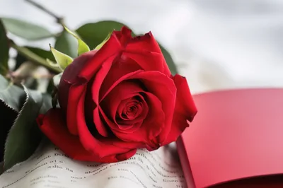 Single Red Rose Resting On An Open Book
