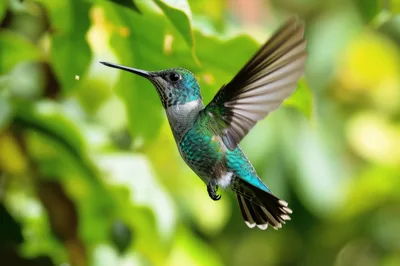 Andean Emerald Hummingbird Hovering in Flight
