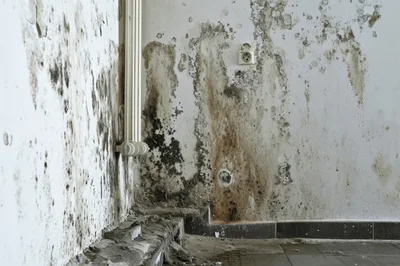 Severe Mold Growth On Interior Wall