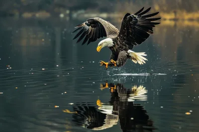 Bald Eagle Hunting Over Calm Lake Water