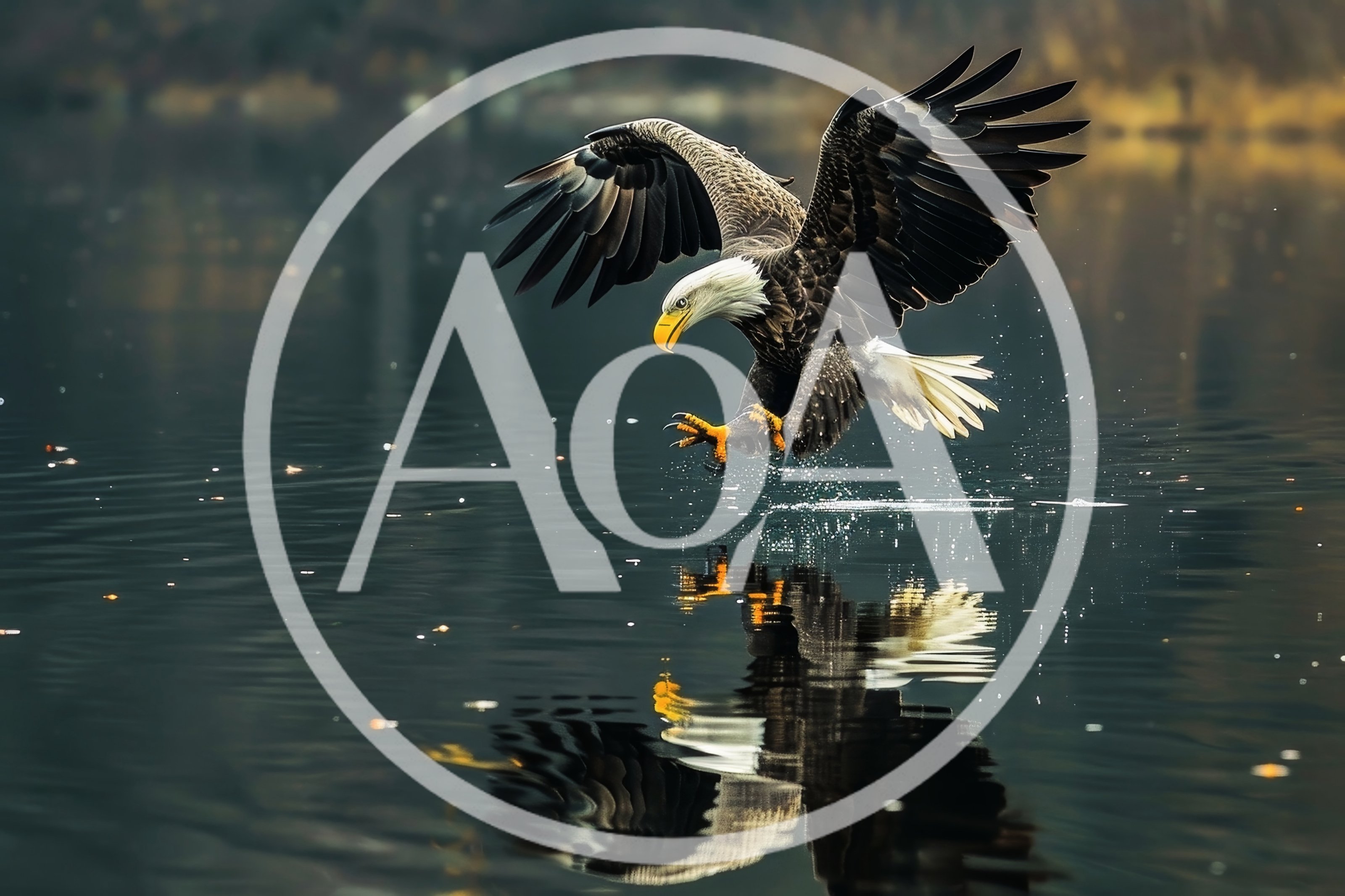 Bald Eagle Hunting Over Calm Lake Water