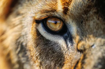Extreme Close Up Of A Lion Eye