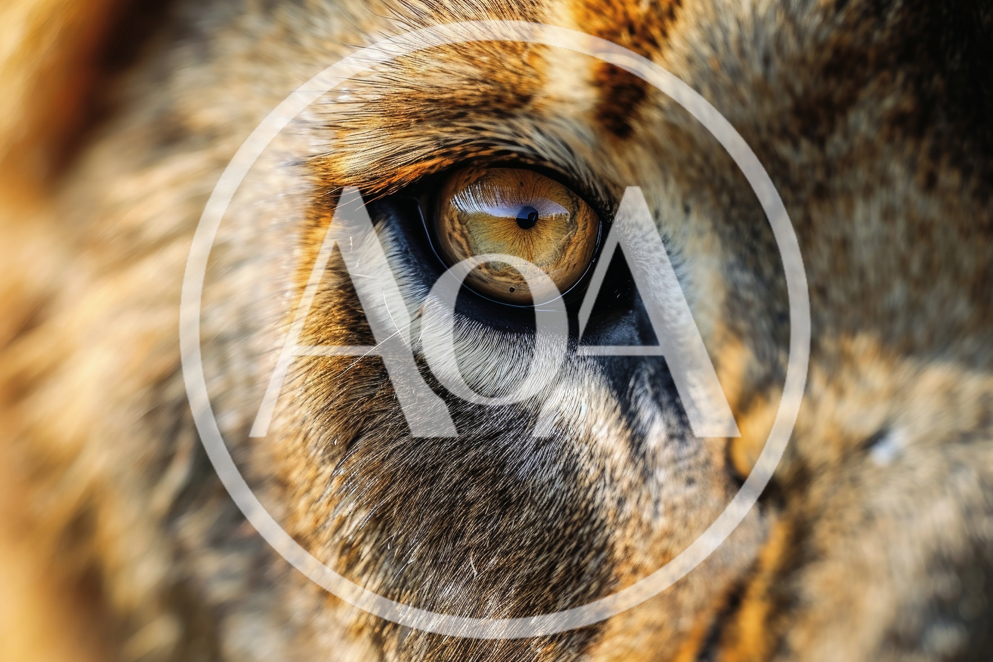 Extreme Close Up Of A Lion Eye