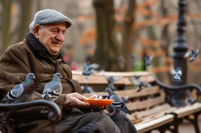 Elderly Man Feeding Pigeons on a Park Bench