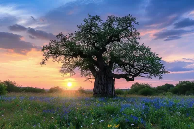 Ancient Oak Tree in a Wildflower Meadow at Sunset