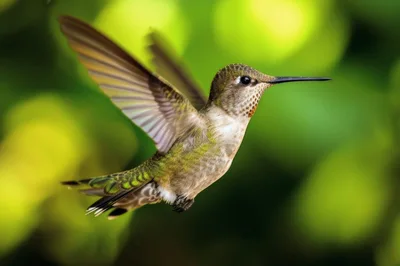 Ruby-Throated Hummingbird Hovering In Mid-Air
