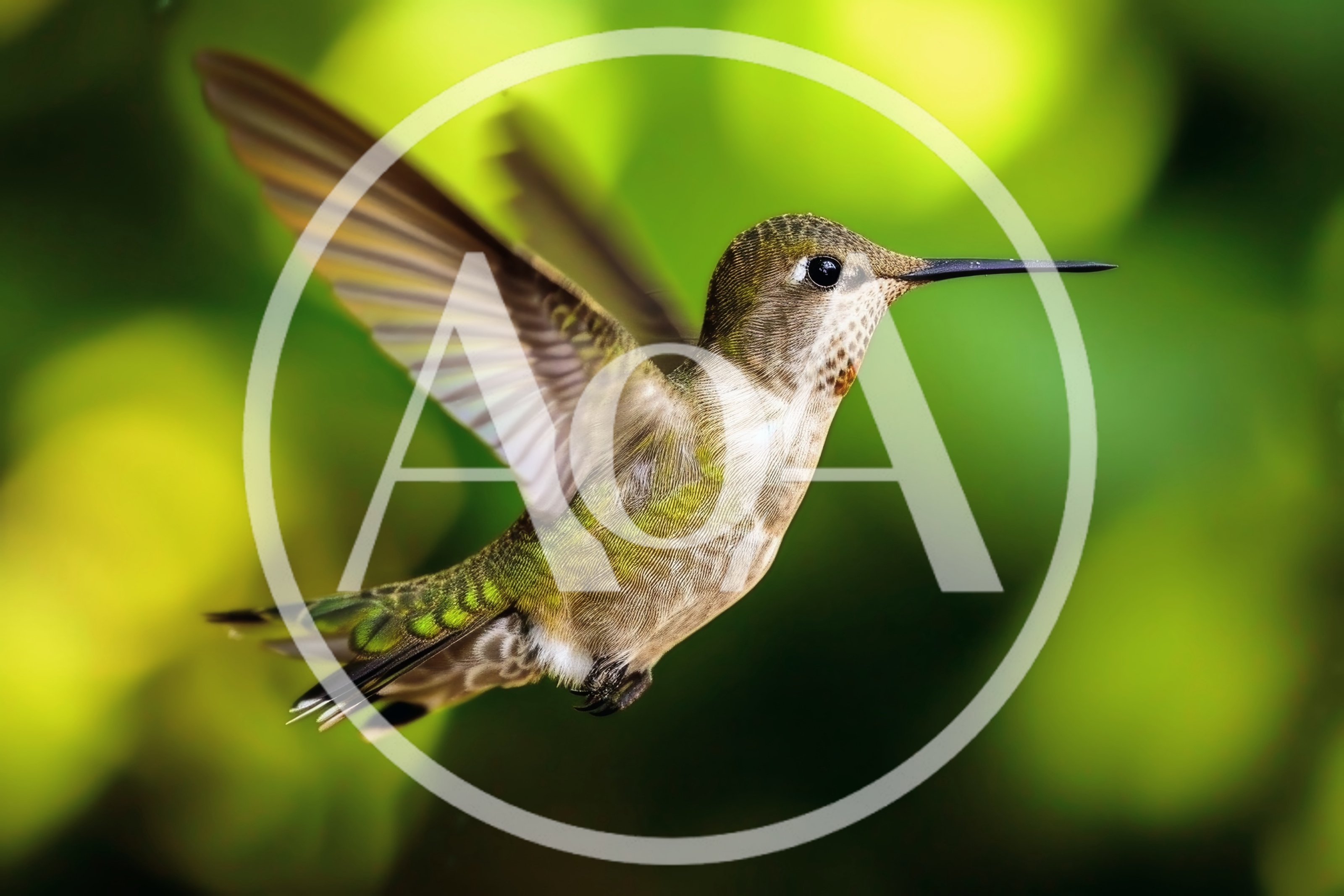 Ruby-Throated Hummingbird Hovering In Mid-Air