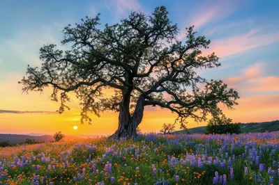 Majestic Oak Tree In A Vibrant Wildflower Meadow