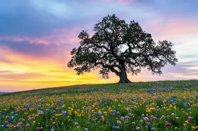 Majestic Oak Tree In A Vibrant Wildflower Meadow