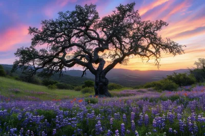 Majestic Oak Tree In A Field Of Purple Lupine