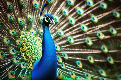Majestic Indian Peacock Displaying Vibrant Plumage