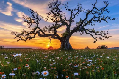 Old Oak Tree In A Field Of Wildflowers At Sunset