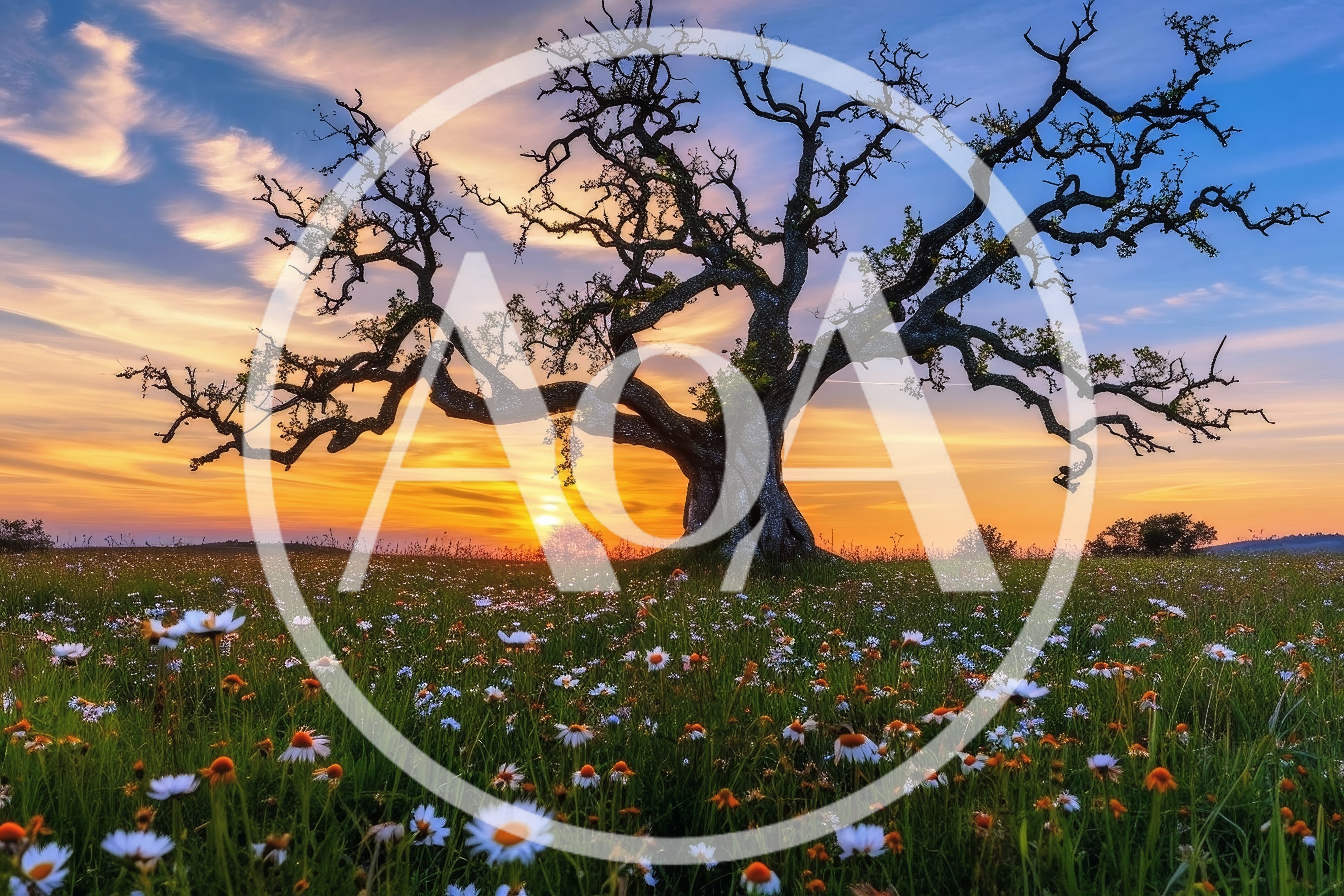 Old Oak Tree In A Field Of Wildflowers At Sunset