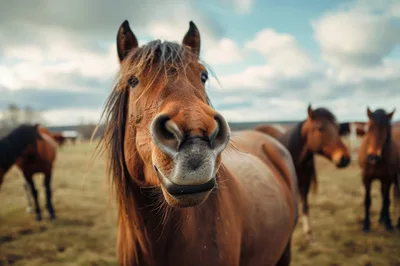 Close Up Portrait Of A Brown Horse In A Field