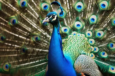 Male Indian Peacock Displaying Vibrant Plumage