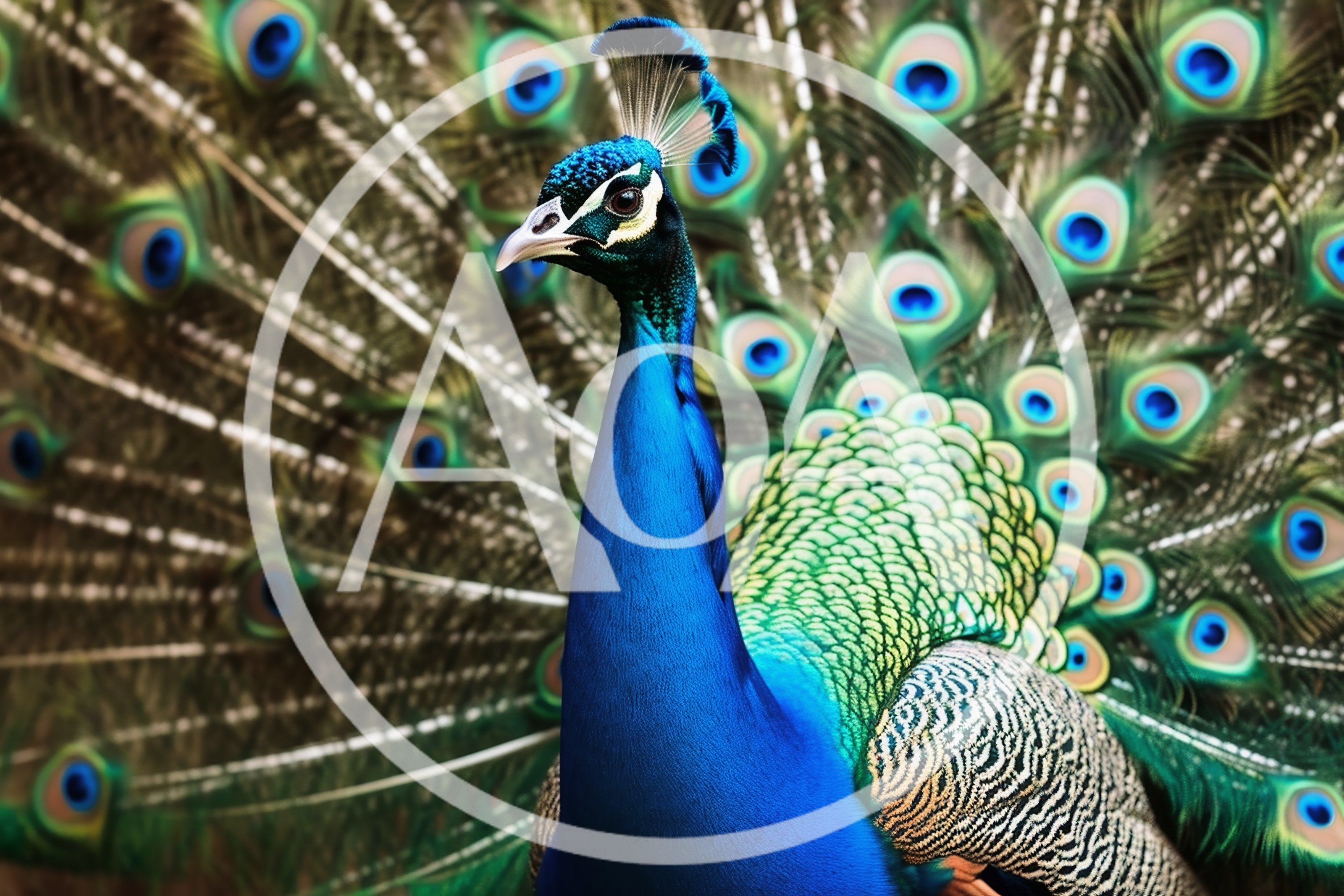 Male Indian Peacock Displaying Vibrant Plumage