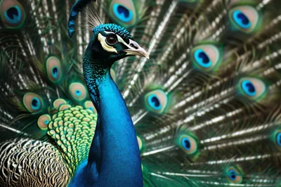 Majestic Indian Peacock Displaying Vibrant Plumage