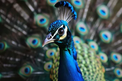 Portrait Of A Majestic Male Peacock With Fanned Feathers