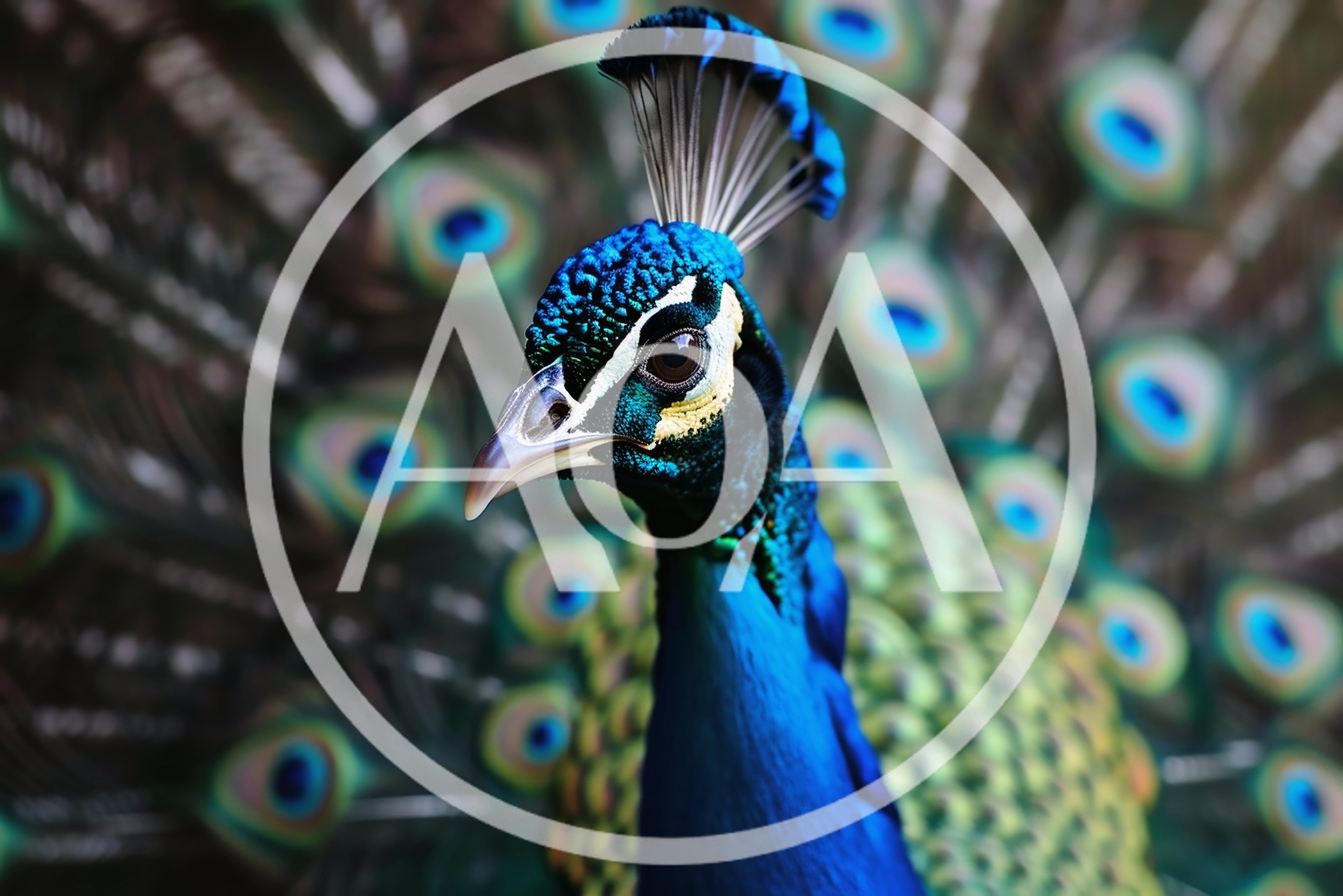 Portrait Of A Majestic Male Peacock With Fanned Feathers