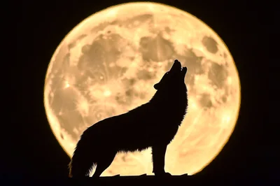 Silhouette Of A Wolf Howling At A Full Moon