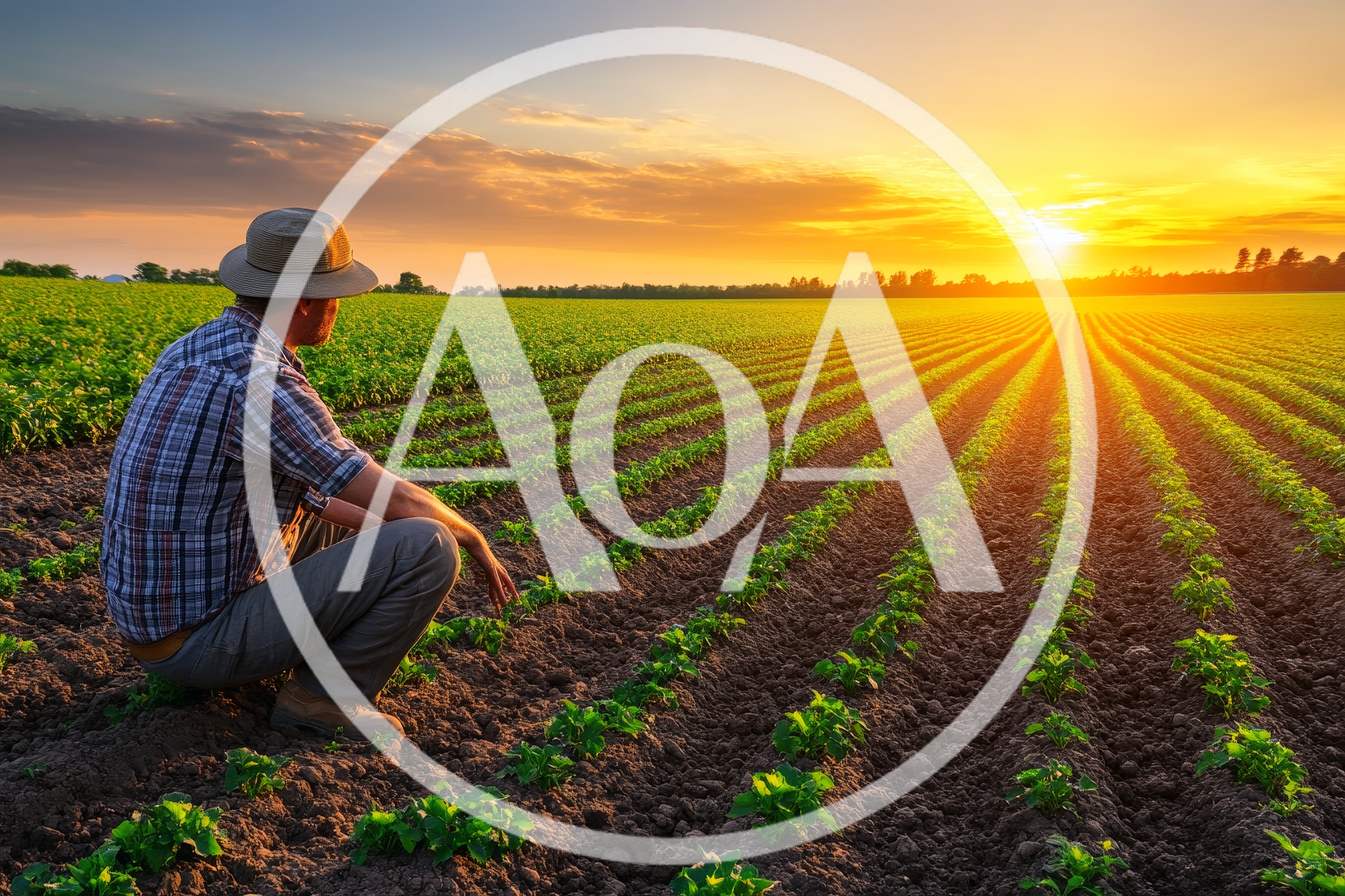 Farmer Crouching In A Field At Sunset