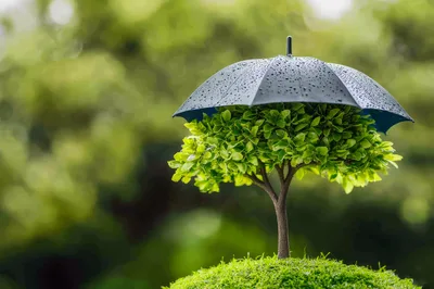 Small Tree Protected By A Black Umbrella