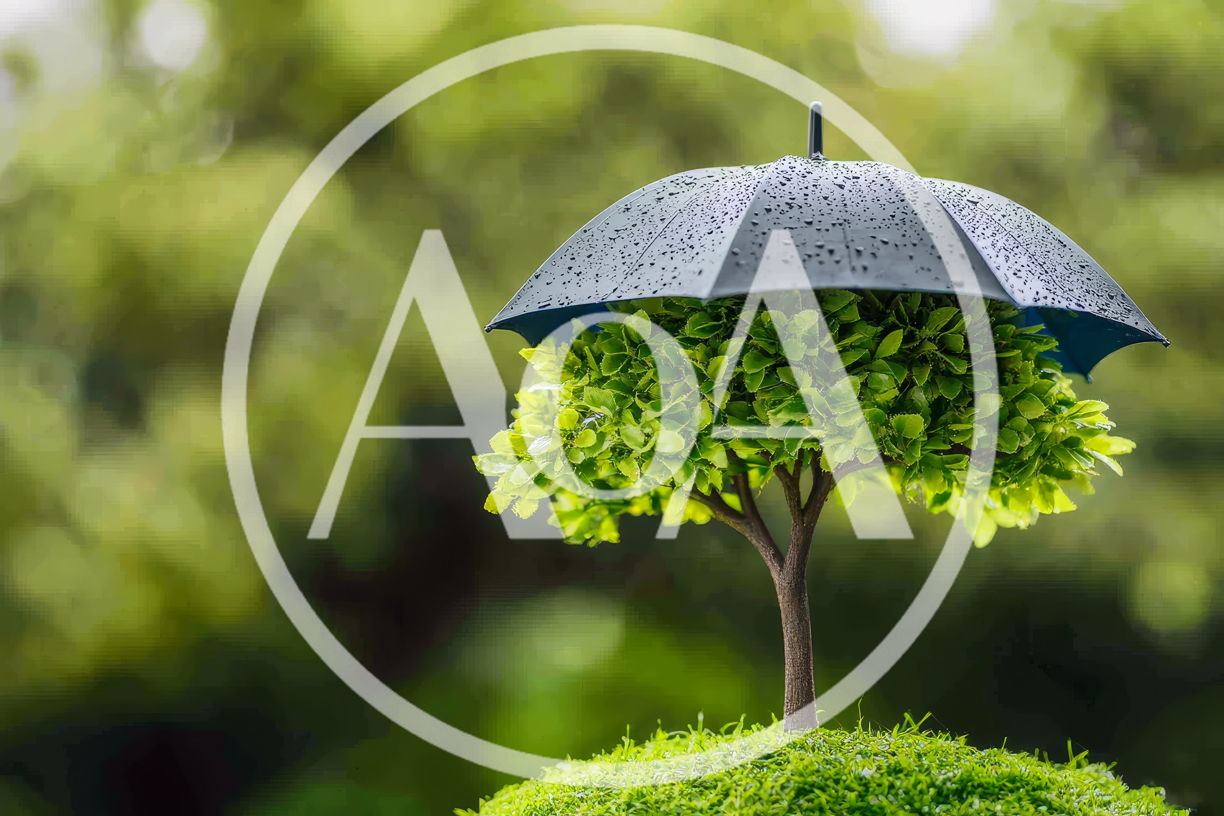 Small Tree Protected By A Black Umbrella