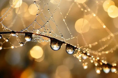 Dew Drops On A Spider Web At Sunrise
