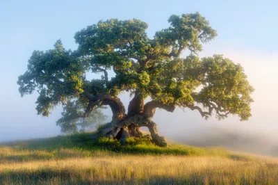 Ancient Oak Tree Standing Alone In Misty Meadow