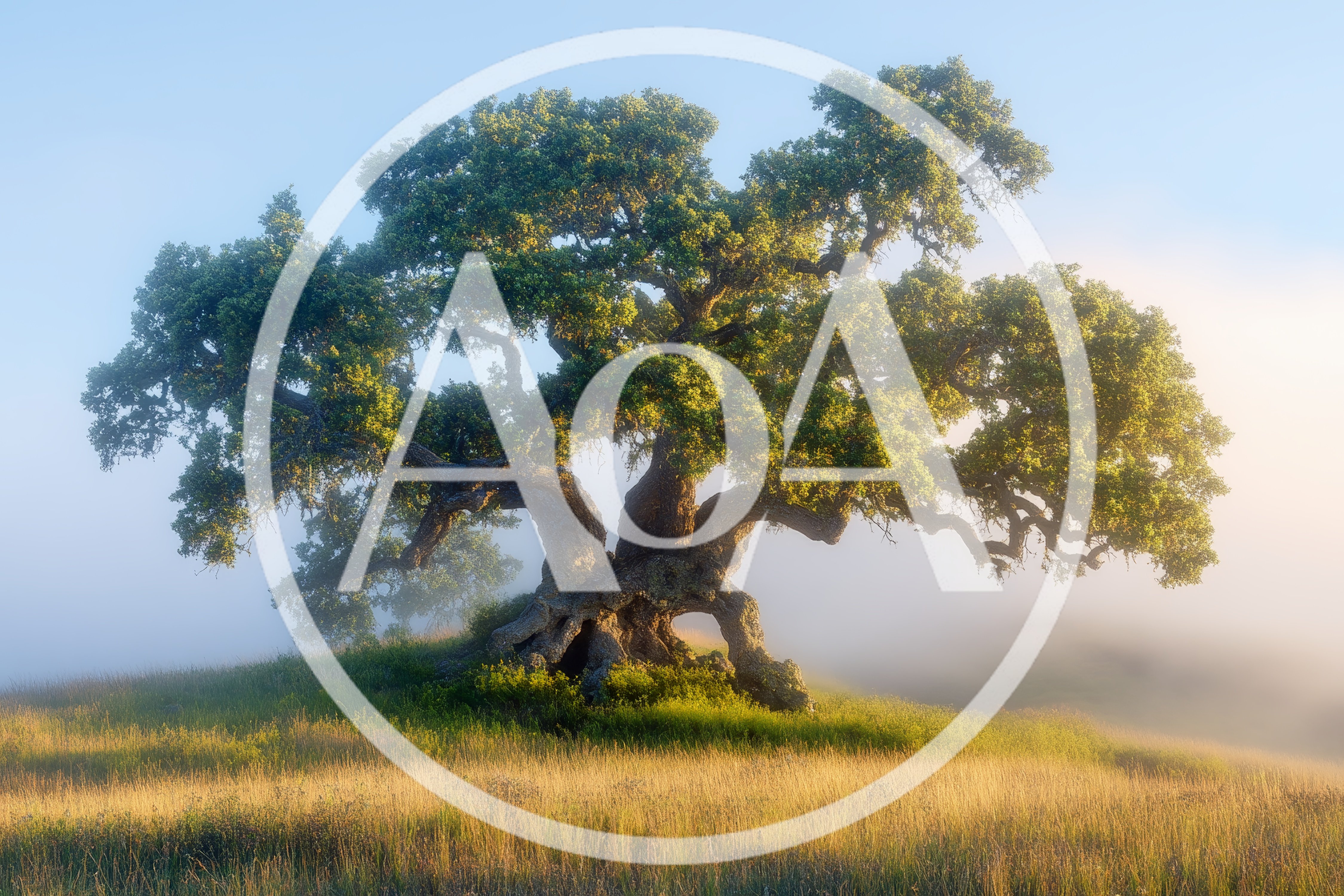 Ancient Oak Tree Standing Alone In Misty Meadow
