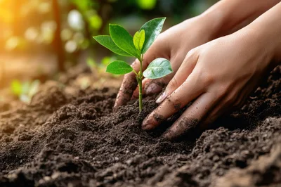 Hands Planting A Young Green Seedling In Soil