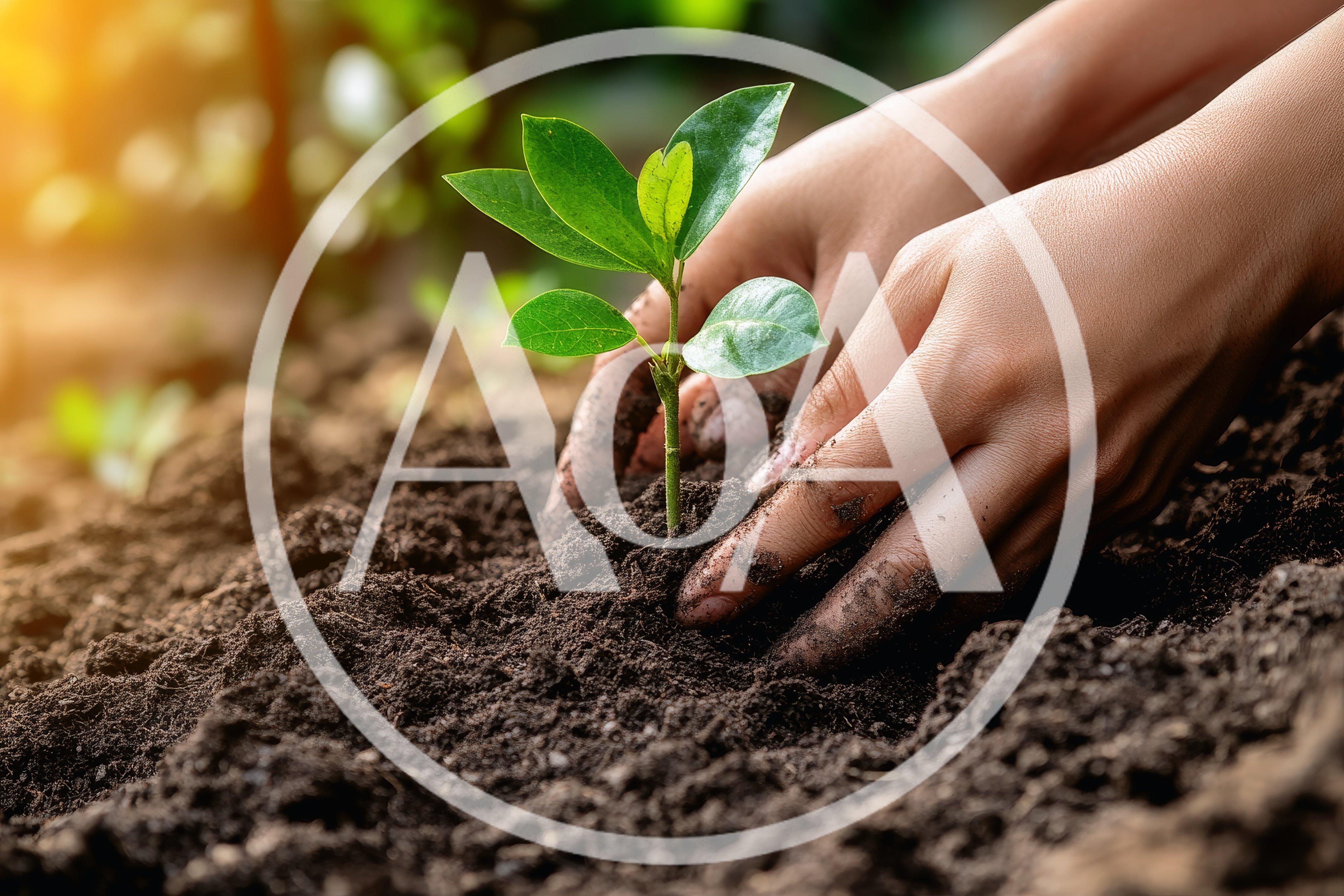 Hands Planting A Young Green Seedling In Soil
