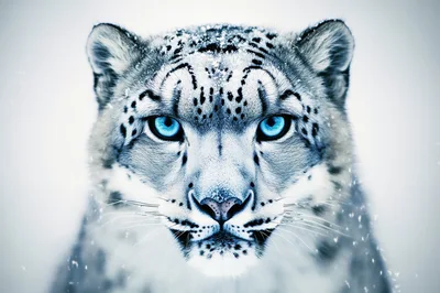 Close Up Portrait Of A Majestic Snow Leopard
