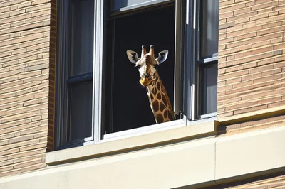 Giraffe Looking Out From An Office Building Window