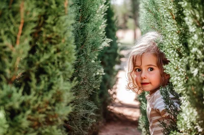 Little Girl Peeking Through Green Garden Hedges