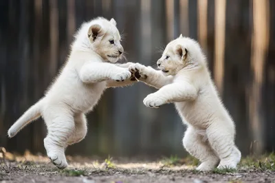 Two Playful White Lion Cubs Standing and Boxing