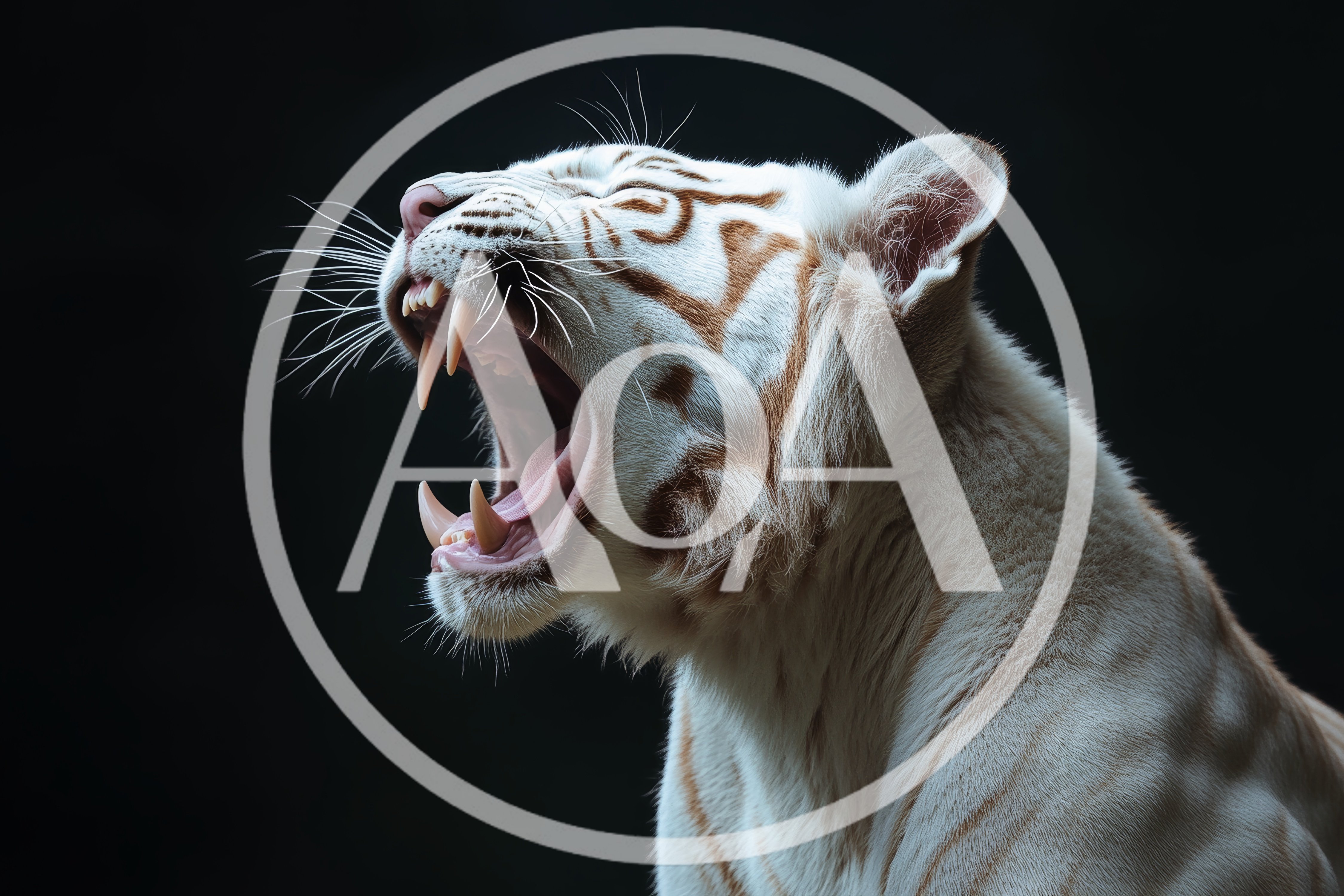 White Tiger Roaring Against A Dark Background