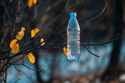 Plastic Water Bottle Hanging On A Tree Branch