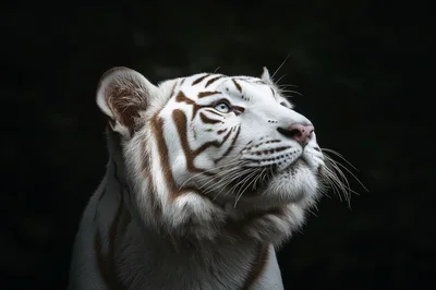 Majestic White Tiger Portrait Against Dark Background