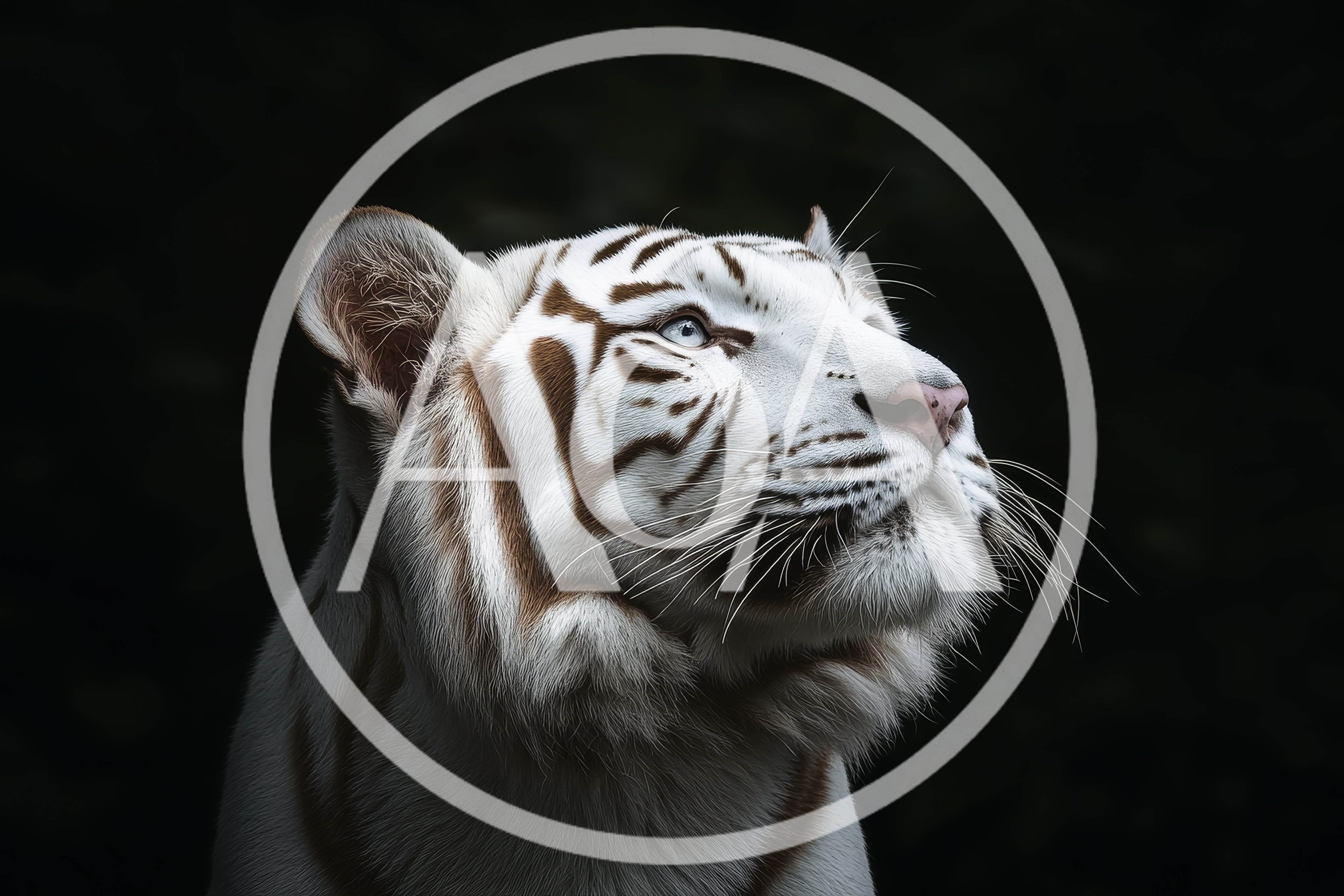 Majestic White Tiger Portrait Against Dark Background