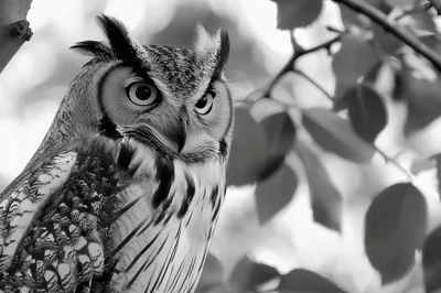 Great Horned Owl Perched In A Tree
