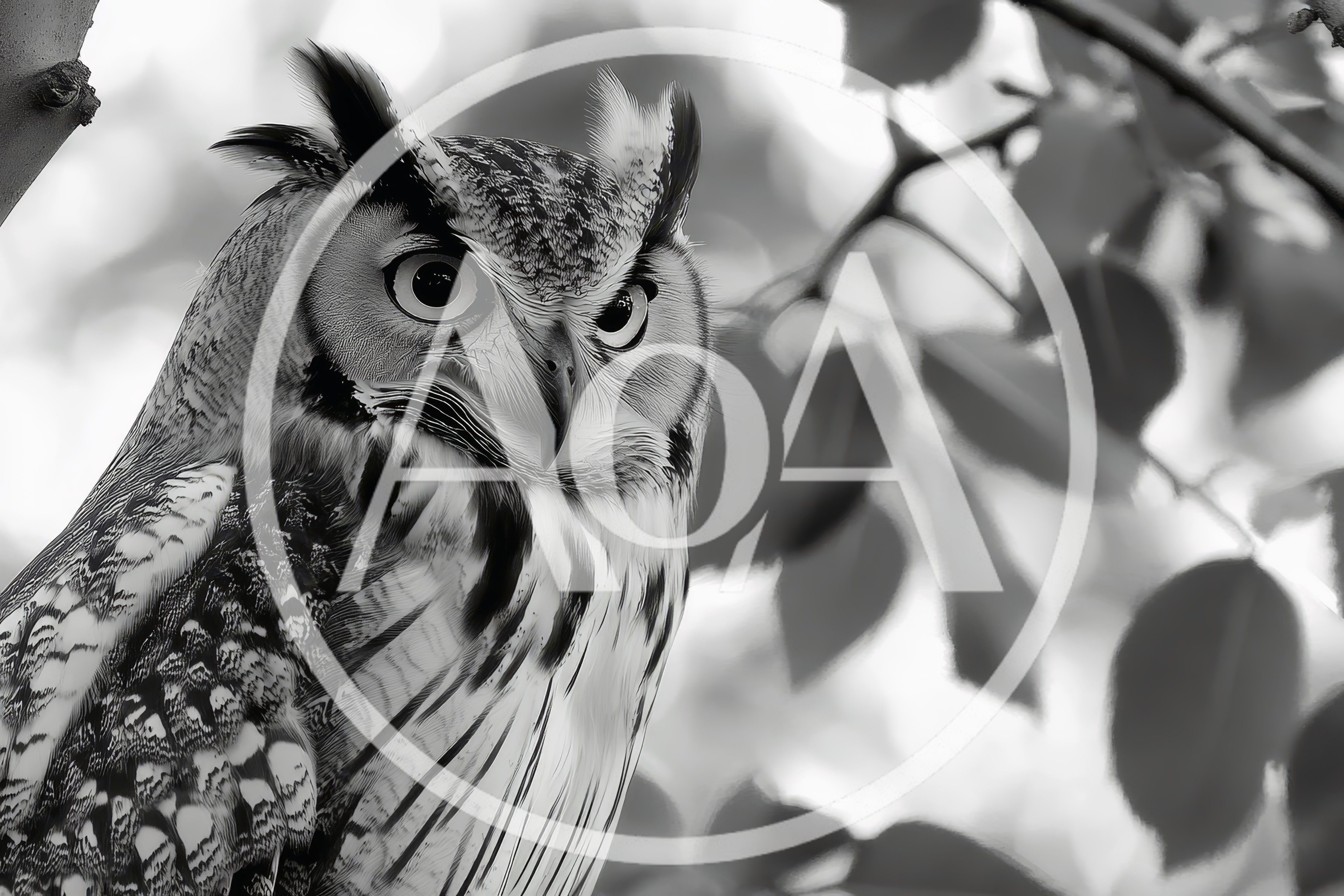 Great Horned Owl Perched In A Tree