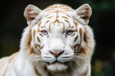 Close Up Portrait Of A White Tiger